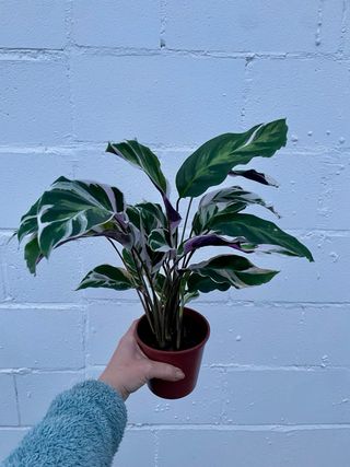 Calathea “White Fusion”