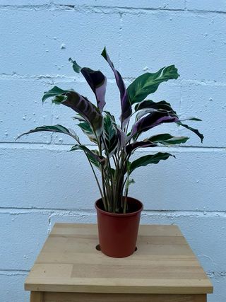 Calathea “White Fusion”