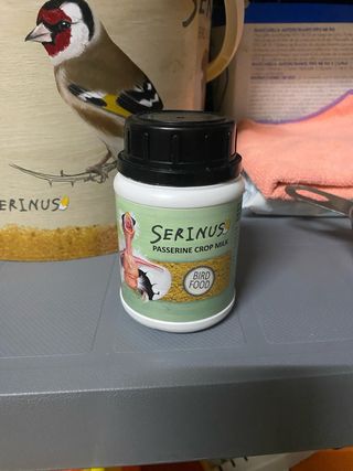 Papilla Serinus embuchar pichones pollitos canario