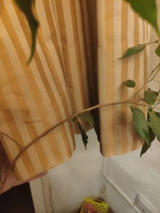 Tende in tessuto beige e gialle