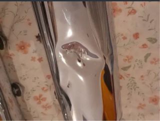 Escapes Ducati GT1000 Cromados Originales