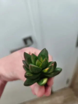 Crassula ben variegata
