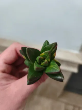 Crassula ben variegata