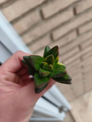 Crassula ben variegata