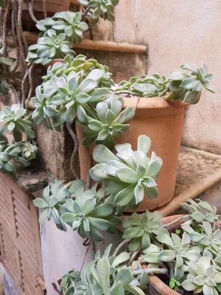 Maceteros antiguos terracota