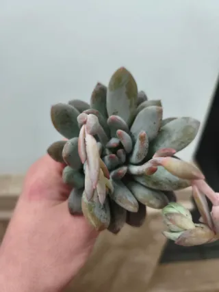 Echeveria snow angel