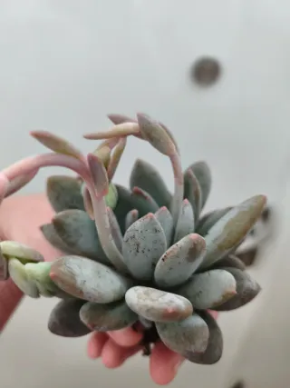 Echeveria snow angel