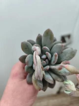 Echeveria snow angel