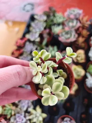 Portulacaria afra variegata