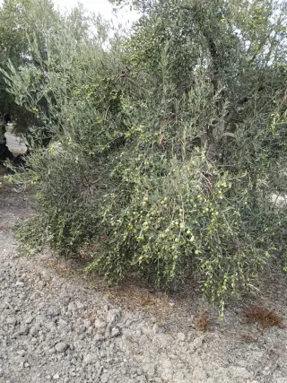 Parcela 8700 metros en venta en herrera