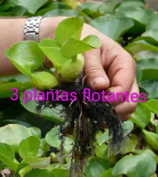 3 plantas flotantes