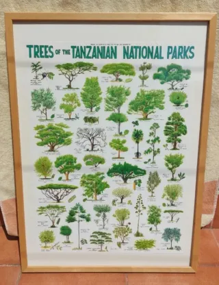 Cuadro Grande Árboles de Tanzania Marco Madera