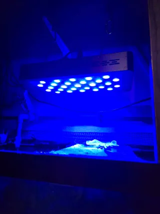 Un chollo casi regalado, Acuarios completos.