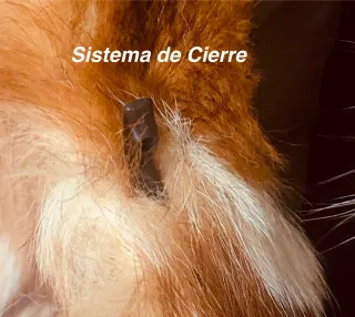 Chaquetón zorro rojo combinado vintage