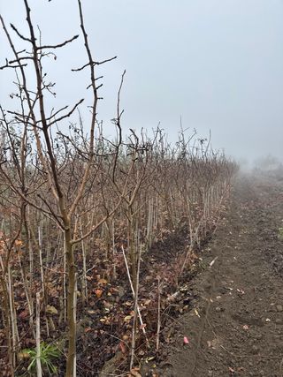 9 Pistachos Raíz Desnuda