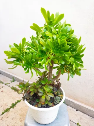 Aeonium Arboreum 70 cm alt+variedad plantas natura