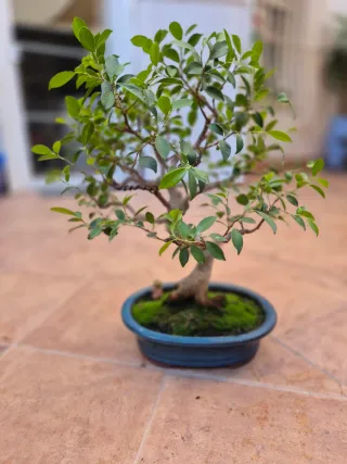 Bonsái Ficus Retusa 36 años