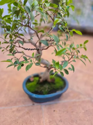 Bonsái Ficus Retusa 36 años