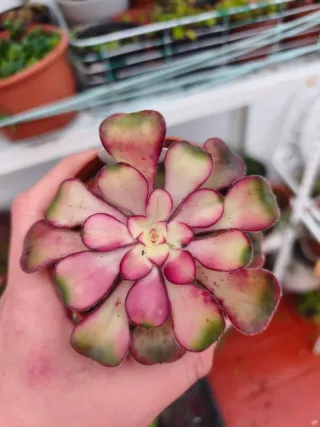 Aeonium Lina albovariegado