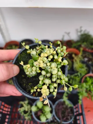 Senecio rowleysnuus variegata
