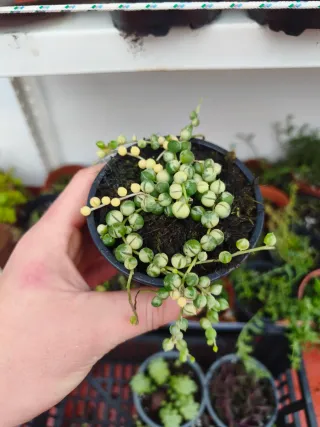 Senecio rowleyanus variegata
