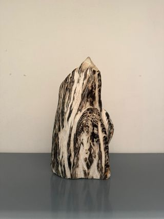 Madera fósil / madera petrificada Mioceno