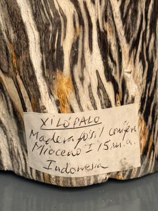 Madera fósil / madera petrificada Mioceno
