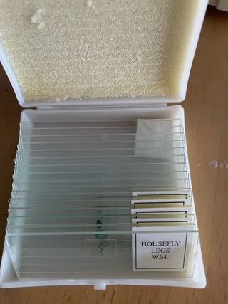 Microscopio Digital PARALUX con pantalla LCD