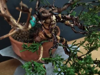 Bonsái Junípero Kishu 3