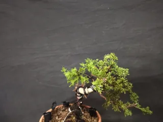 Bonsái Junípero Kishu 4