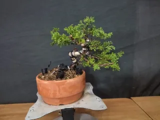 Bonsái Junípero Kishu 4