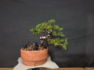 Bonsái Junípero Kishu 4