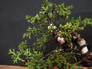 Bonsái Junípero Kishu 4