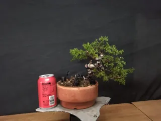 Bonsái Junípero Kishu 4