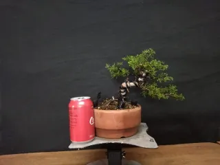 Bonsái Junípero Kishu 4