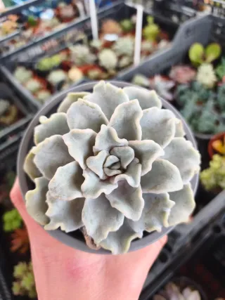 Echeveria crispate beauty
