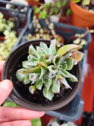 Echeveria trumpe pink