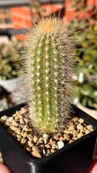 Cactus Austrocephalocereus