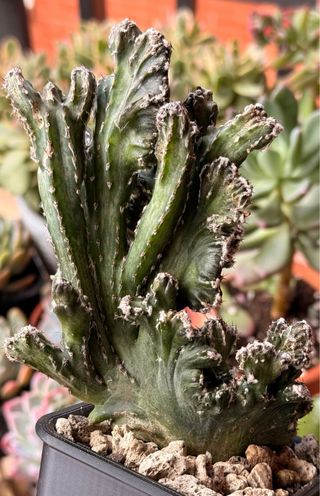 Cactus Monvillea Spegazzinii Cristata