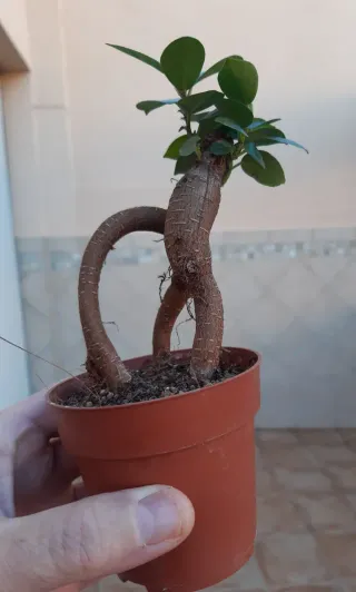 Pre-bonsai Ficus Ginseng. En mano