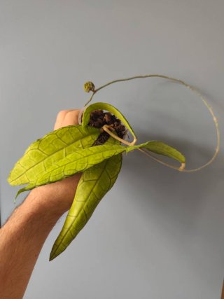 Esqueje Hoya finlaysonii Long Leaves