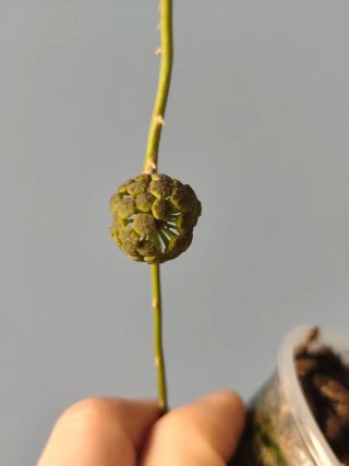 Esqueje Hoya finlaysonii Long Leaves