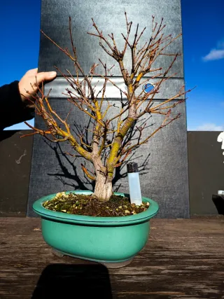 Colección de bonsáis