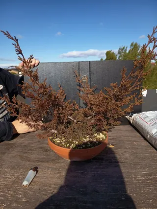 Colección de bonsáis