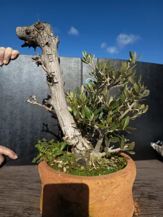 Colección de bonsáis