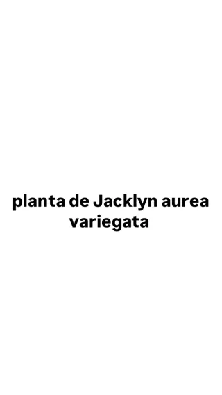 Pianta Jacklyn Aurea Variegata