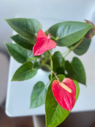 Anthurium Andraeanum
