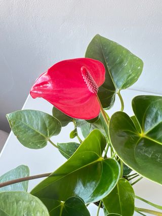 Anthurium Andraeanum