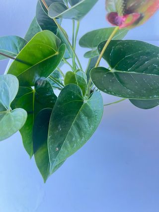Anthurium Andraeanum