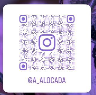 Alocasia Watsoniana Doff baby